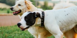 two dogs in heat