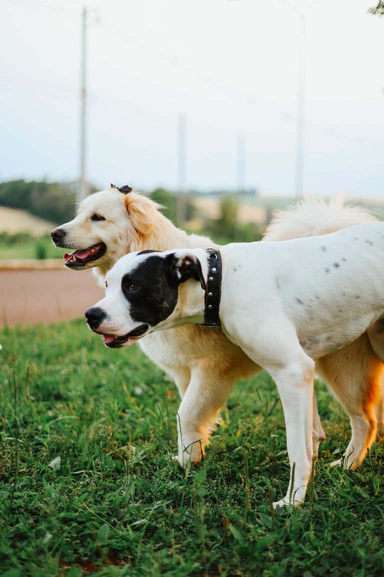 two dogs in heat