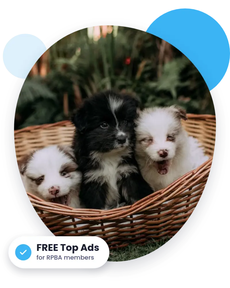 Litter of puppies in a basket - RPBA members get free Top Ads on PetsForHomes