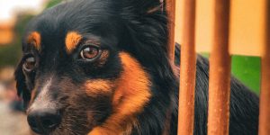 dog on heat