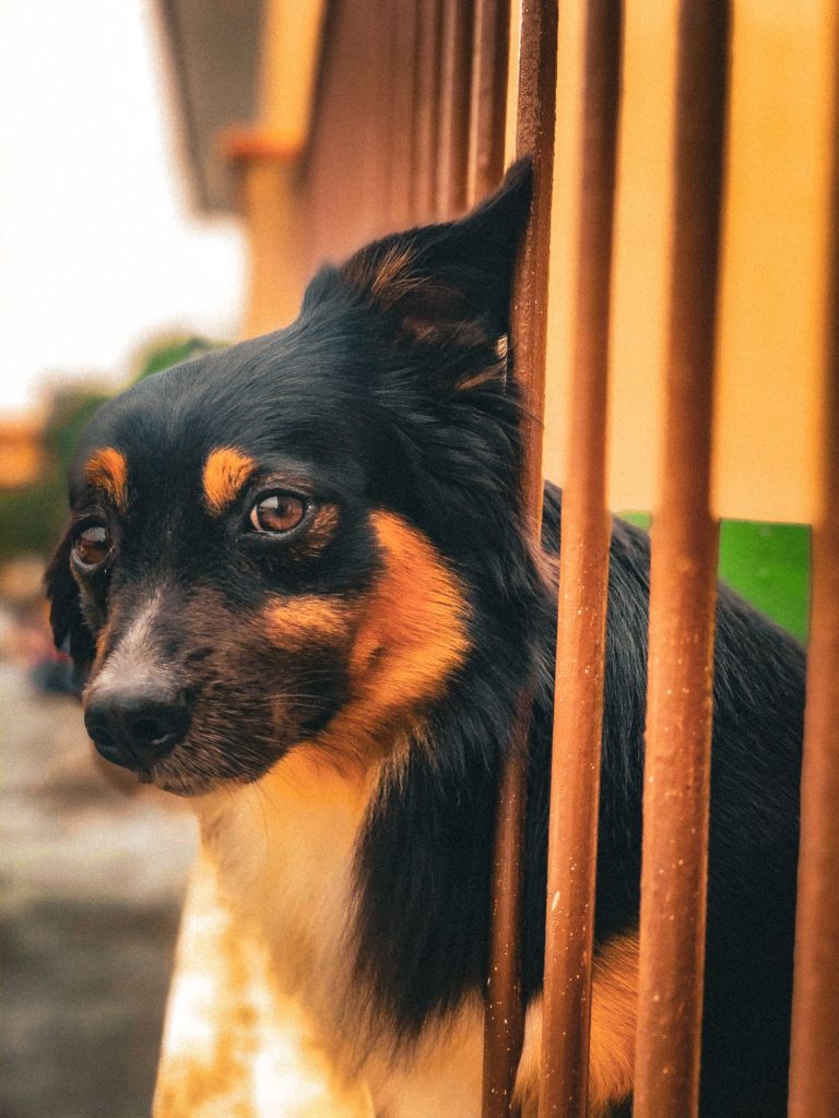 dog on heat