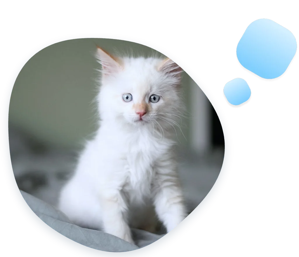 Fluffy white kitten sitting on soft grey bedding