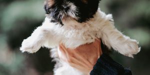breeder holding a puppy
