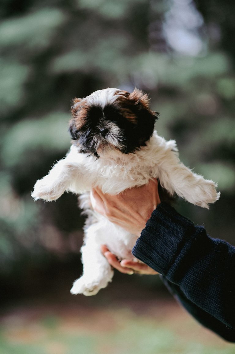 breeder holding a puppy